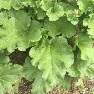 rhubarb